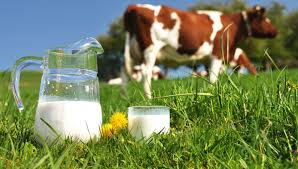 Lait Frais