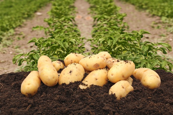 Pommes de terre