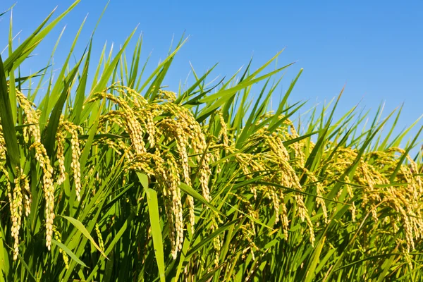 Riz